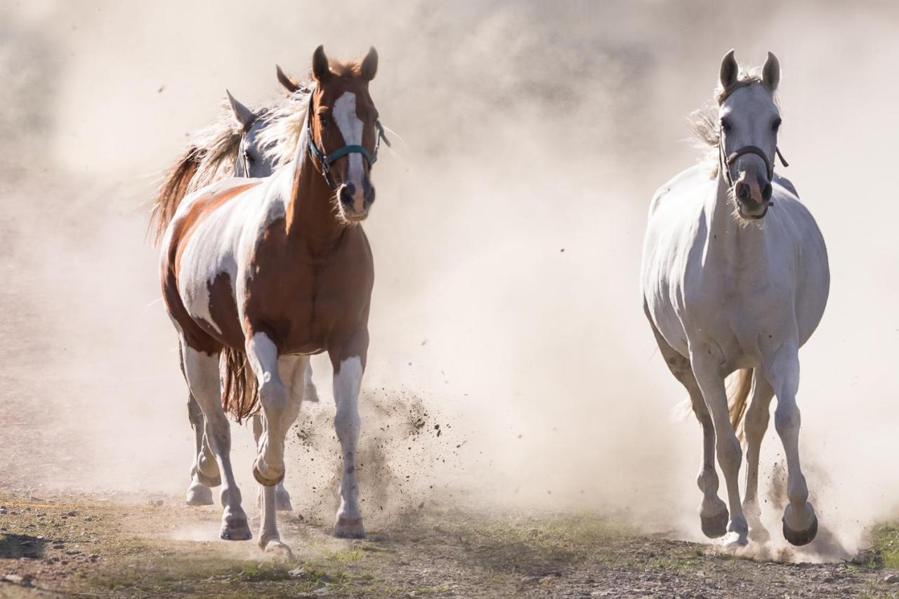 Ranchhouse Smoker- Westernstable - Horse Elterlein Exteriör bild